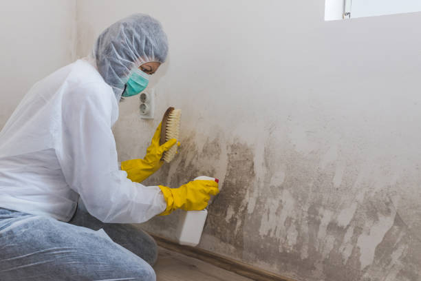 Best HVAC Mold Inspection and Cleaning  in Montgomery, WV