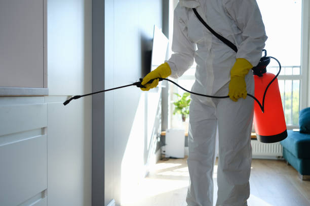 Best Black Mold Removal  in Montgomery, WV