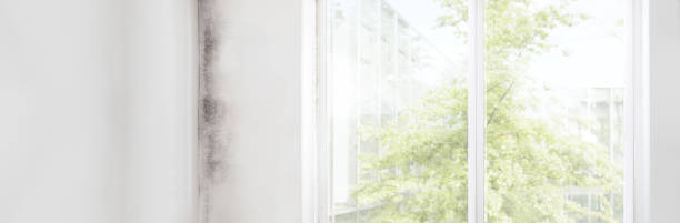 Best Basement Mold Removal  in Montgomery, WV