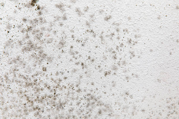 Biohazard Mold Removal in Montgomery, WV
