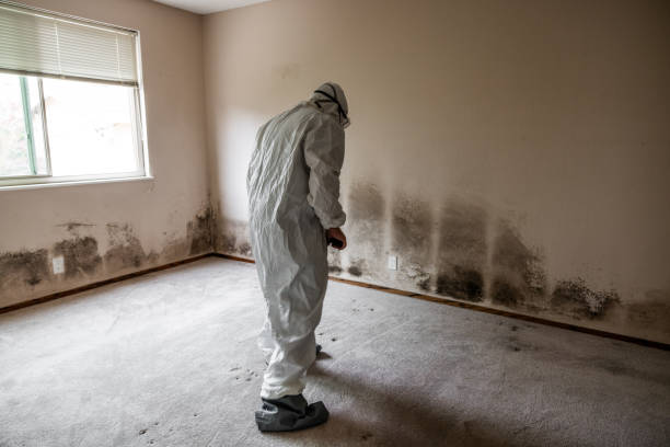 Best HVAC Mold Inspection and Cleaning  in Montgomery, WV