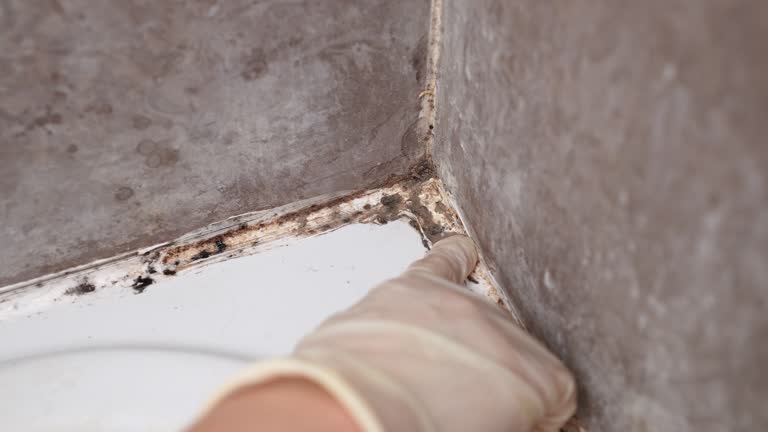 Best Mold Remediation for Healthcare Facilities  in Montgomery, WV
